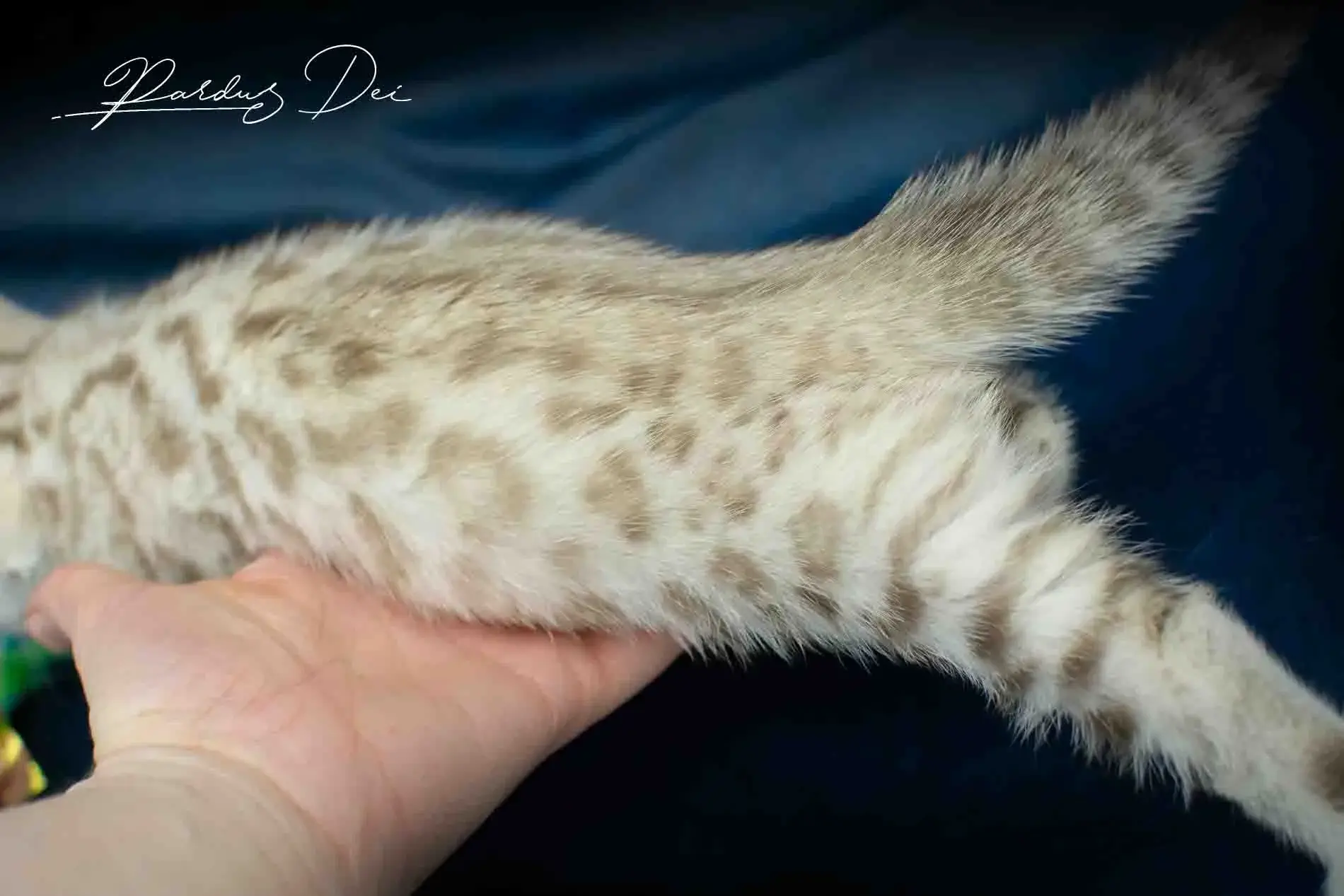 chaton bengal